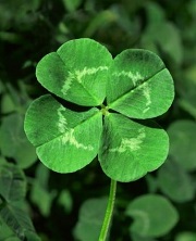Voodoo Luck Spell Voodoo Luck Spell